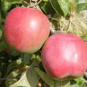 Northern Spy Apple | Malus 'northern spy'