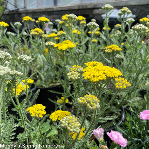 Little Moonshine Yarrow | Achillea