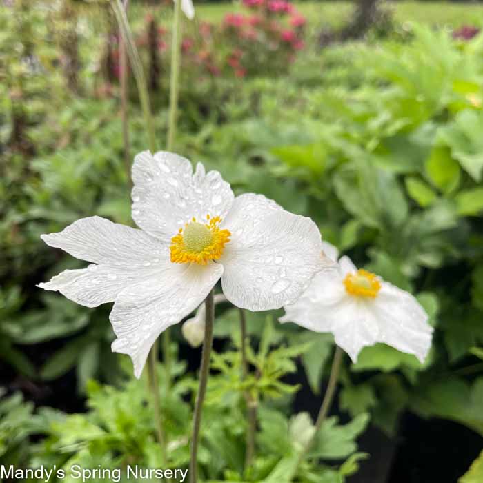 Honorine Jobert x Anemone | Anemone Japanese