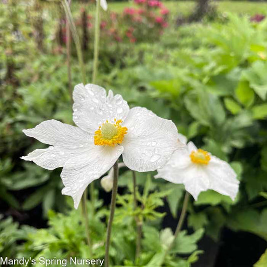 Honorine Jobert x Anemone | Anemone Japanese