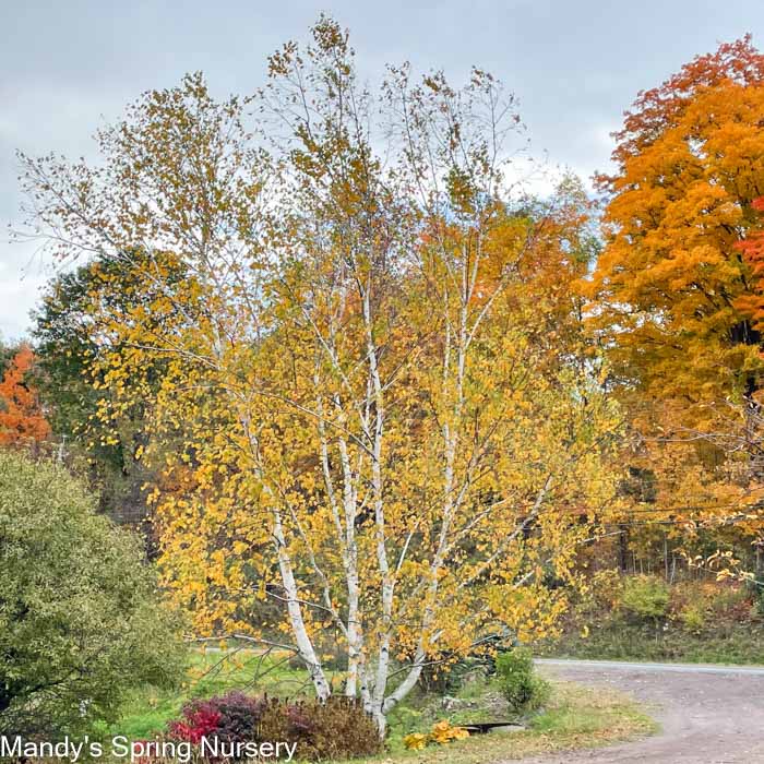 Paper Birch | Betula papyrifera 'Paper Birch'