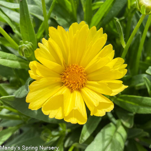 Leading Lady Sophia Tickseed | Coreopsis