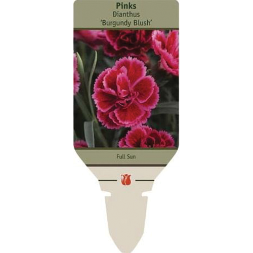 Burgundy Blush Dianthus | Dianthus 'Burgundy Blush'