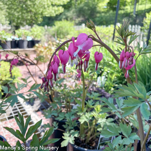 Bleeding Heart | Dicentra spectabilis