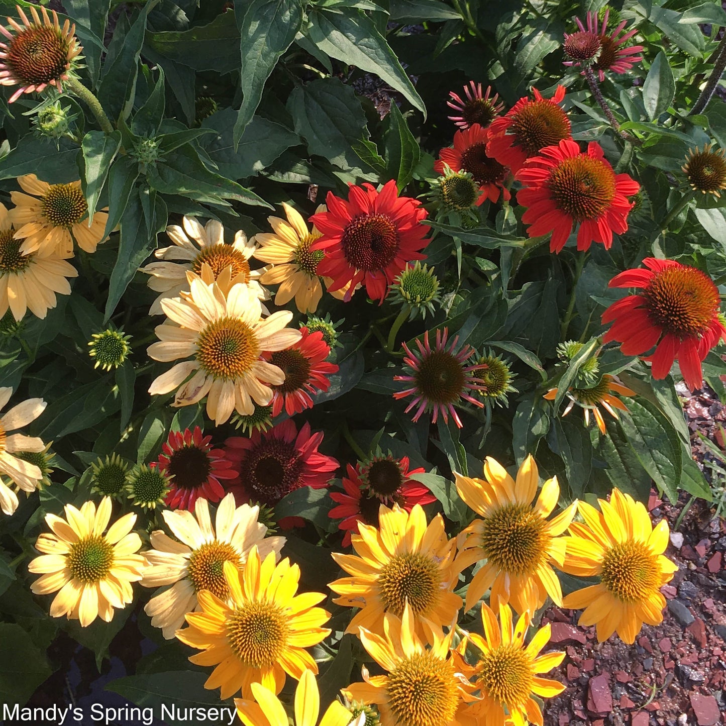 'Cheyenne Spirit' Coneflower | Echinacea
