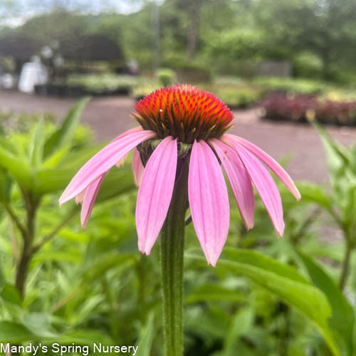 'Magnus' Coneflower | Echinacea purpurea 'Magnus'