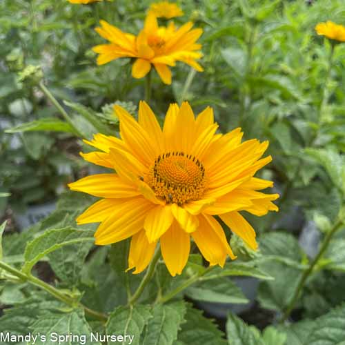 'Tuscan Gold' False Sunflower | Heliopsis helianthoides
