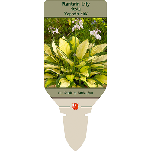 Captain Kirk Hosta | Hosta 'Captain Kirk'