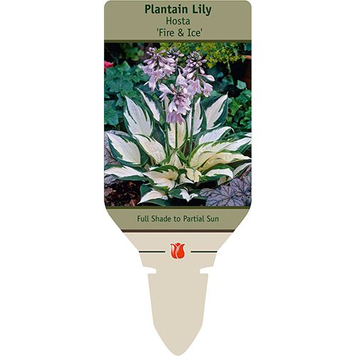 Fire & Ice Hosta | Hosta 'Fire & Ice'
