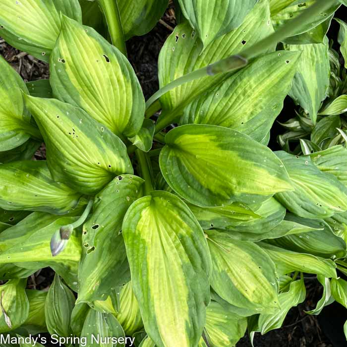 June Hosta | Hosta 'June'