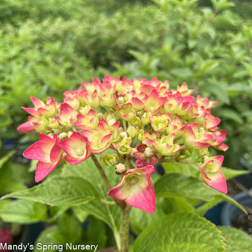 Summer Crush Reblooming Bigleaf Endless Summer® Hydrangea | Hydrangea macrophylla