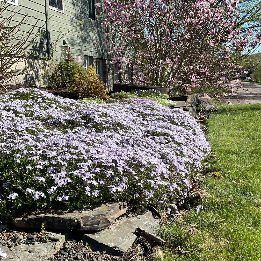 'Spring Blue' Creeping Phlox | Phlox subulata