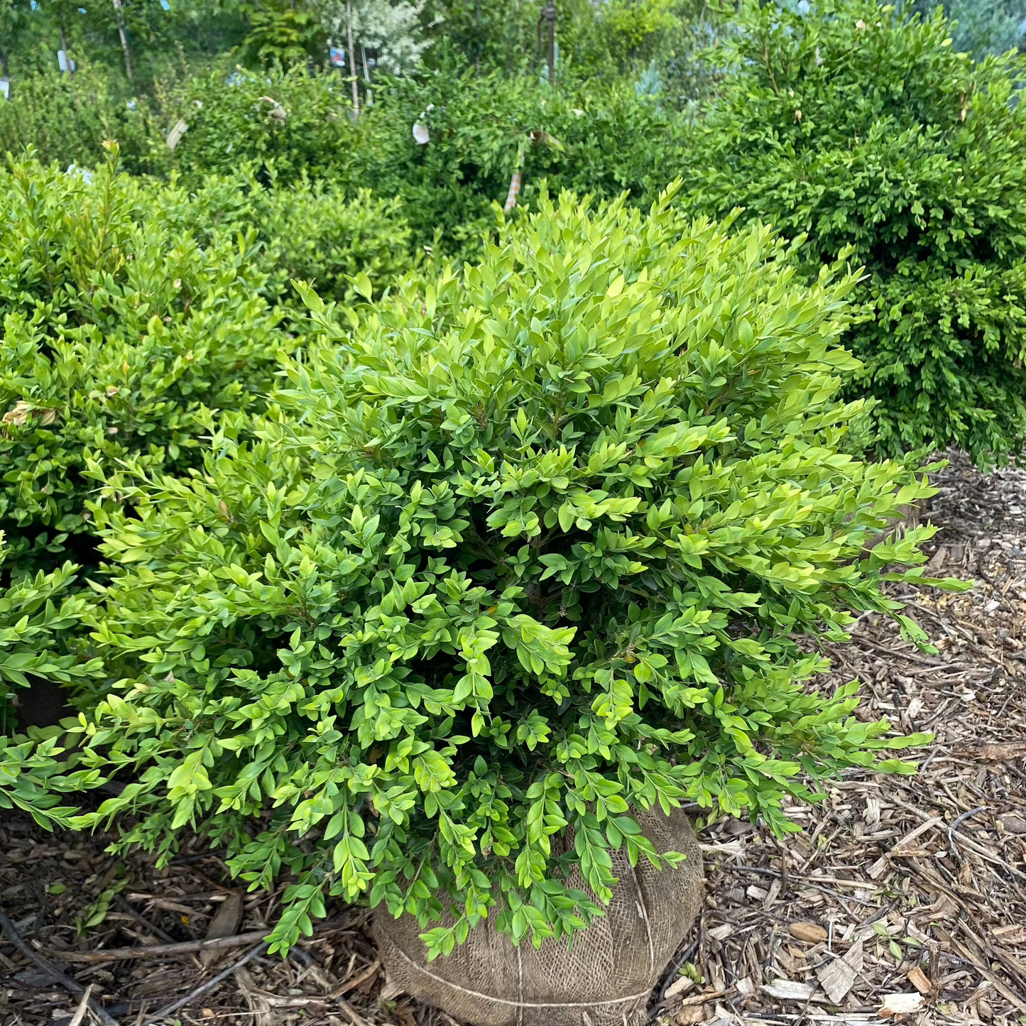 Green Velvet Boxwood | Buxus