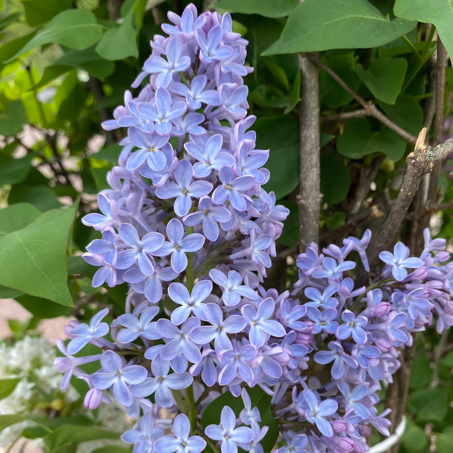 President Lincoln Lilac | Syringa vulgaris