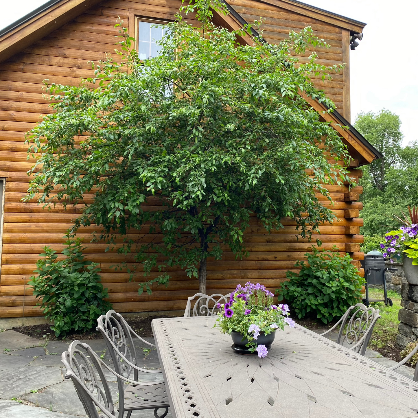 Red Jade Crabapple | Malus 'Red Jade'