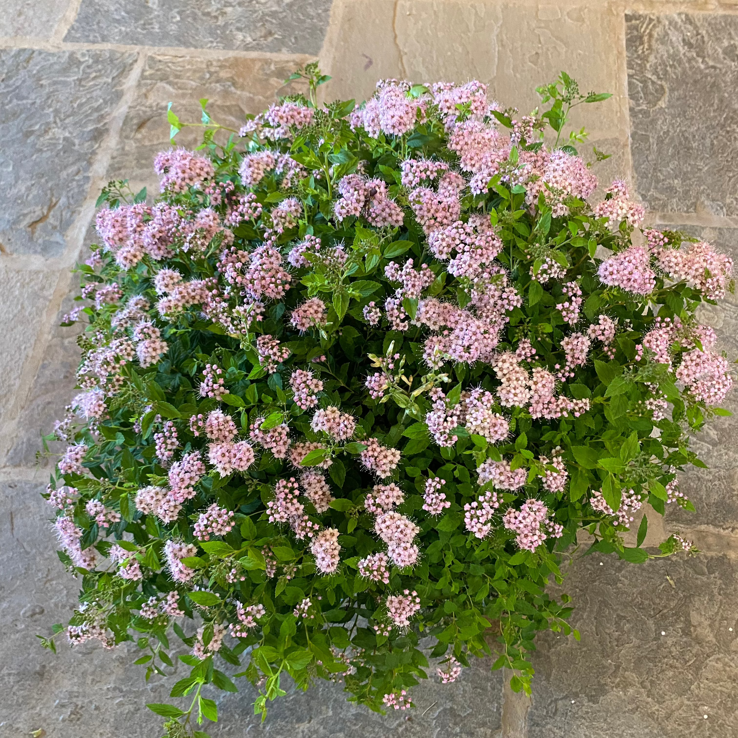Little Princess Spirea | Spiraea japonica