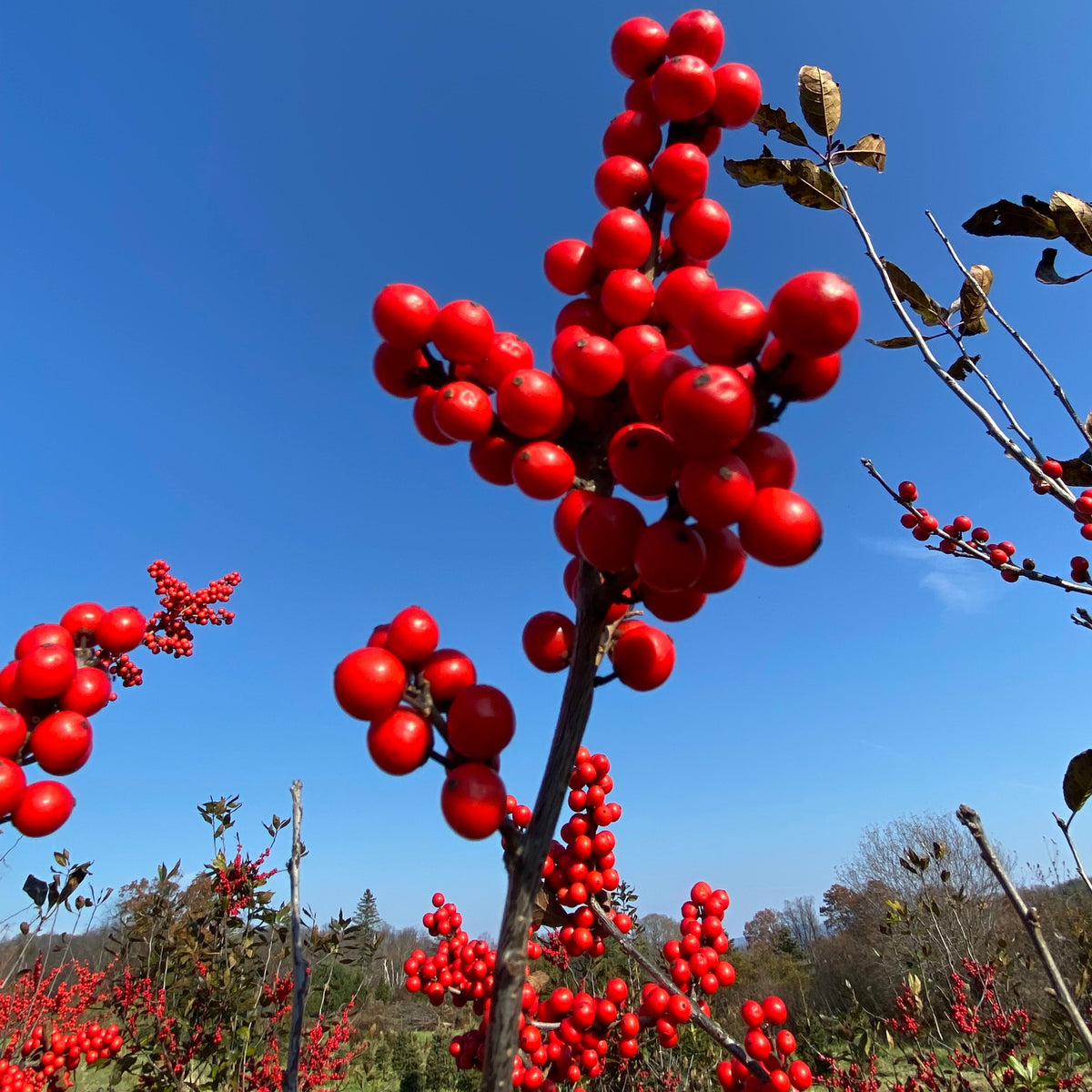 Red Sprite Winterberry | Ilex verticillata