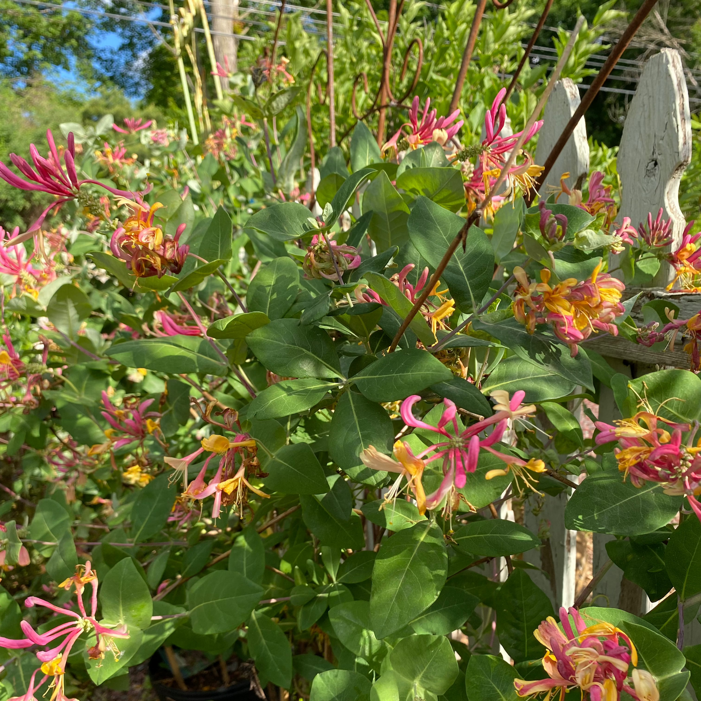 Goldflame Honeysuckle | Lonicera x heckrotti