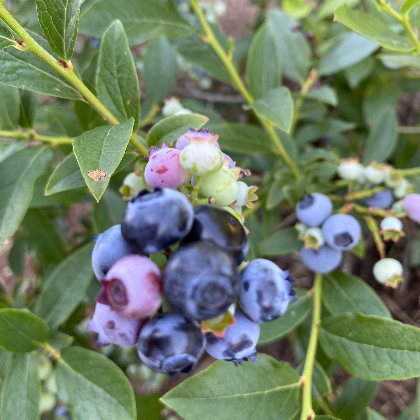 Lowbush Blueberry | Vaccinium angustifolium
