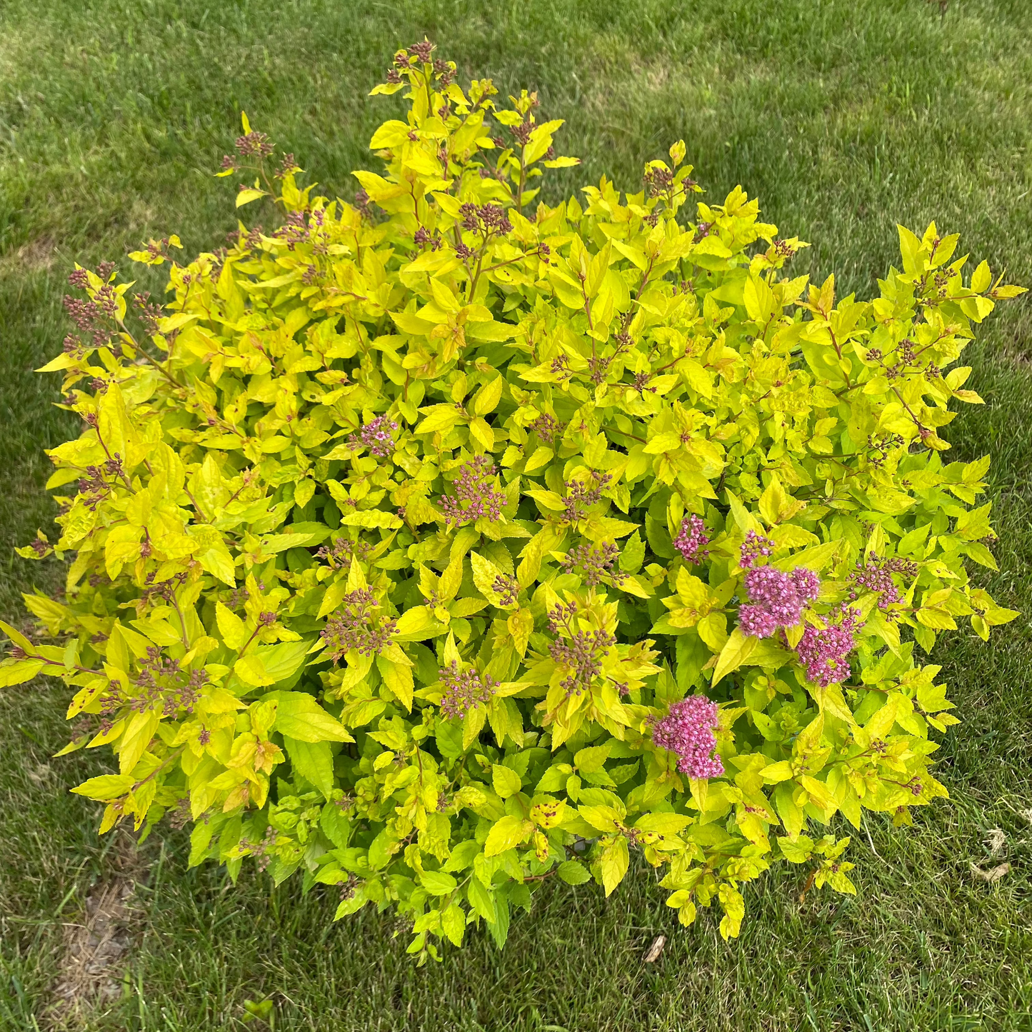 Goldmound Spirea | Spiraea japonica