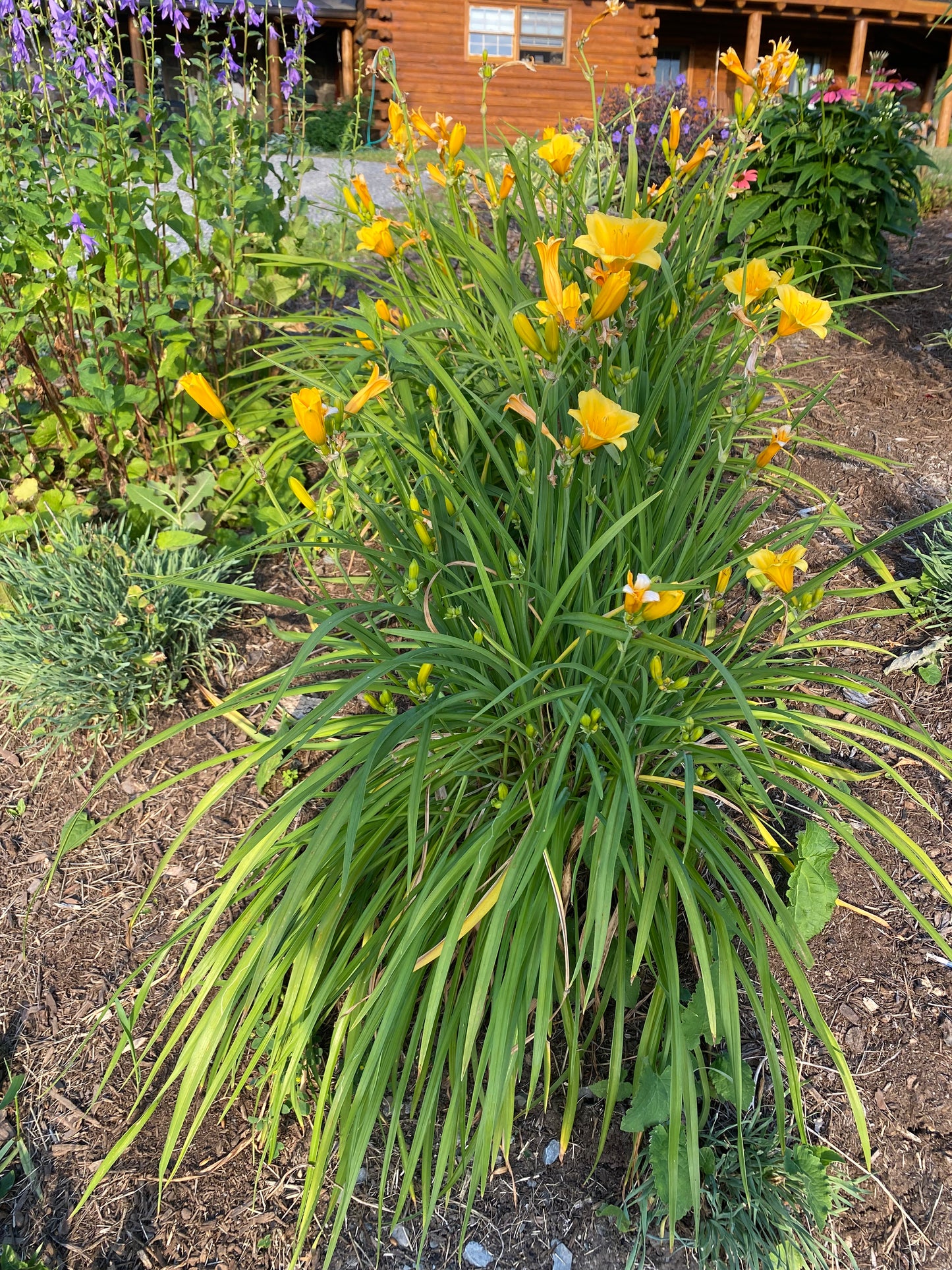 Stella de Oro Daylily | Hemerocallis