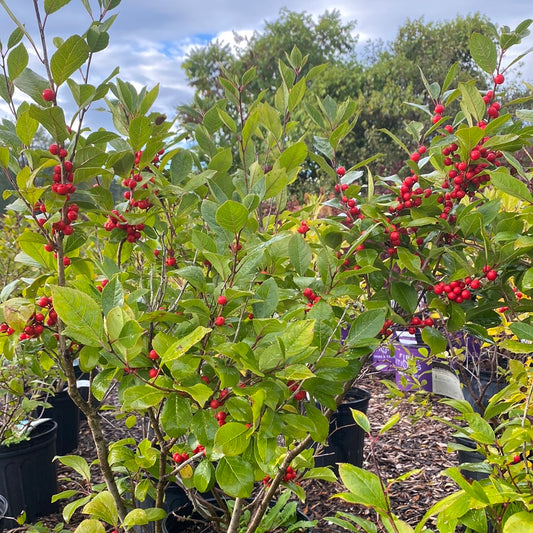 Afterglow Winterberry | Ilex verticillata
