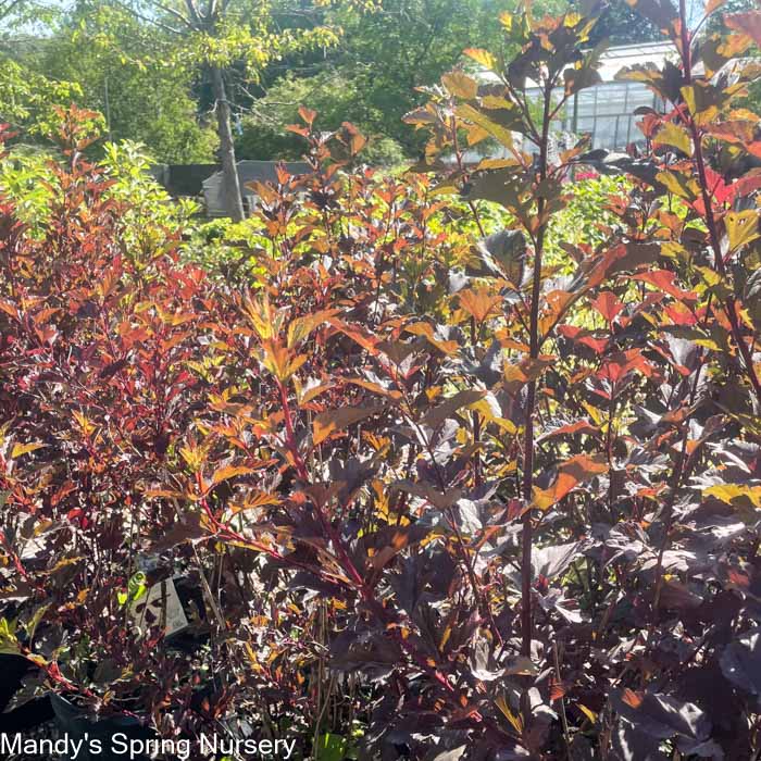 Diabolo Ninebark | Physocarpus opulifolius