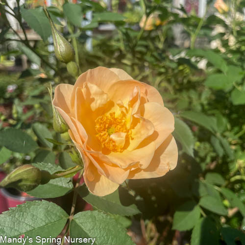 Above and Beyond™ Rose | Rosa