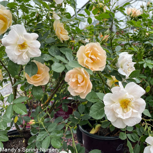 Above and Beyond™ Rose | Rosa