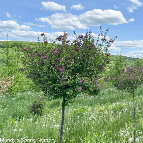 Bloomerang Dark Purple Reblooming Lilac Tree | Syringa