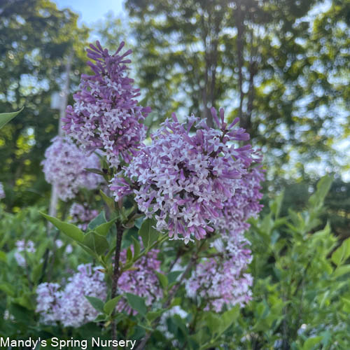 Miss Kim Lilac Tree | Syringa patula 'Miss Kim'