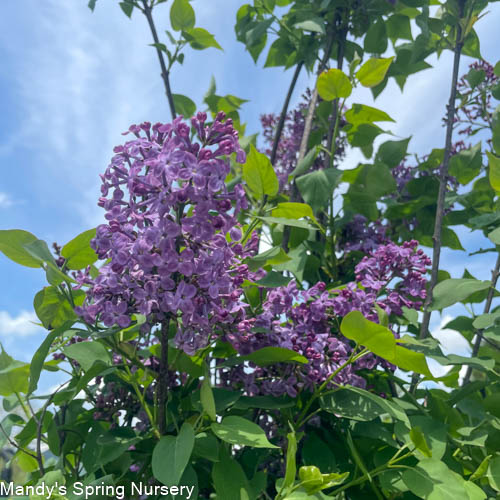 Pocahontas Lilac Tree | Syringa x hyacinthiflora 'Pocahontas'