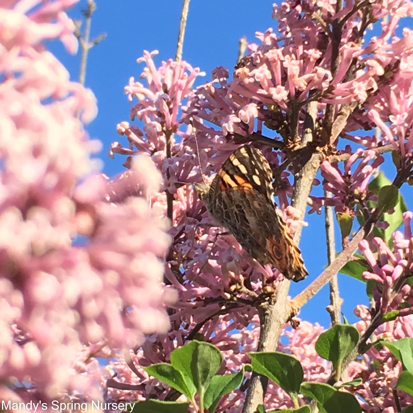 Tinkerbelle Lilac | Syringa 'Bailbelle'