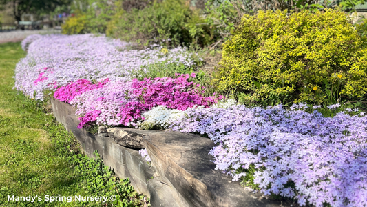 Creeping Phlox - Property of Mandy's Spring Nursery