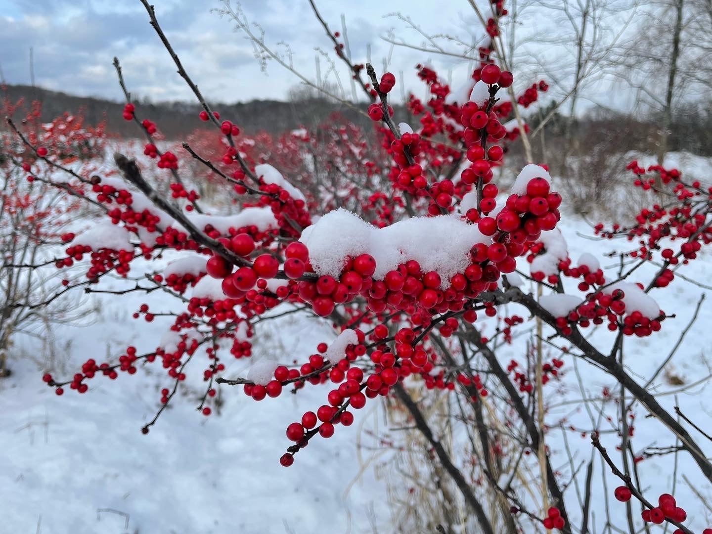 Bare Root Deciduous Shrubs