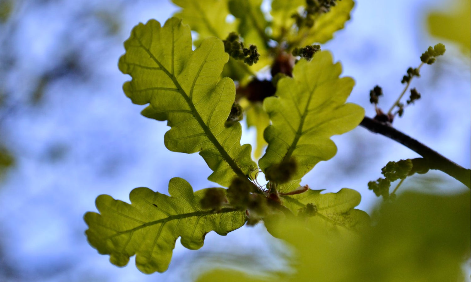Oak (Quercus)