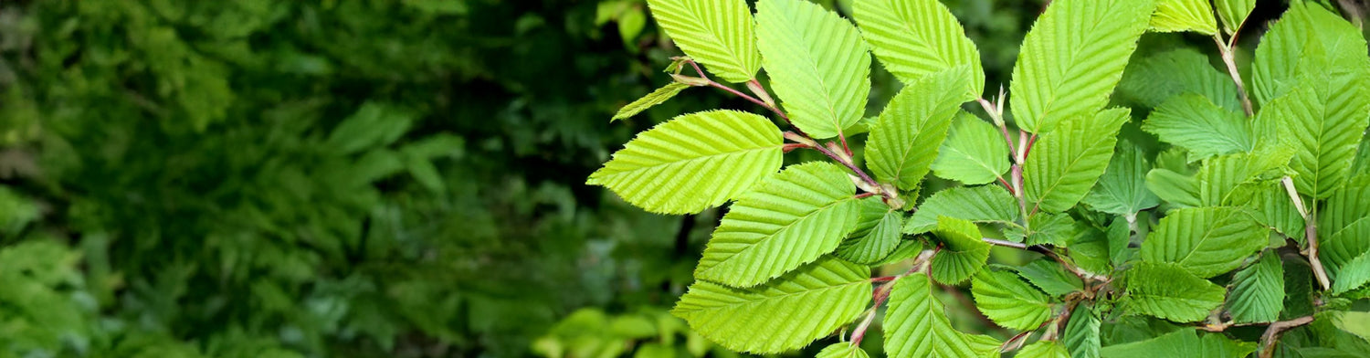 Elm (Ulmus)