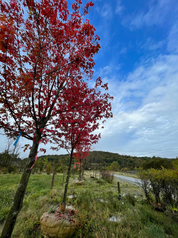 Bare Root Deciduous Trees