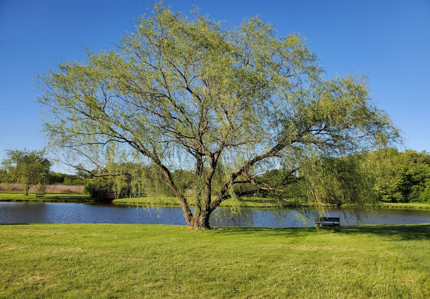 Willow (Salix)