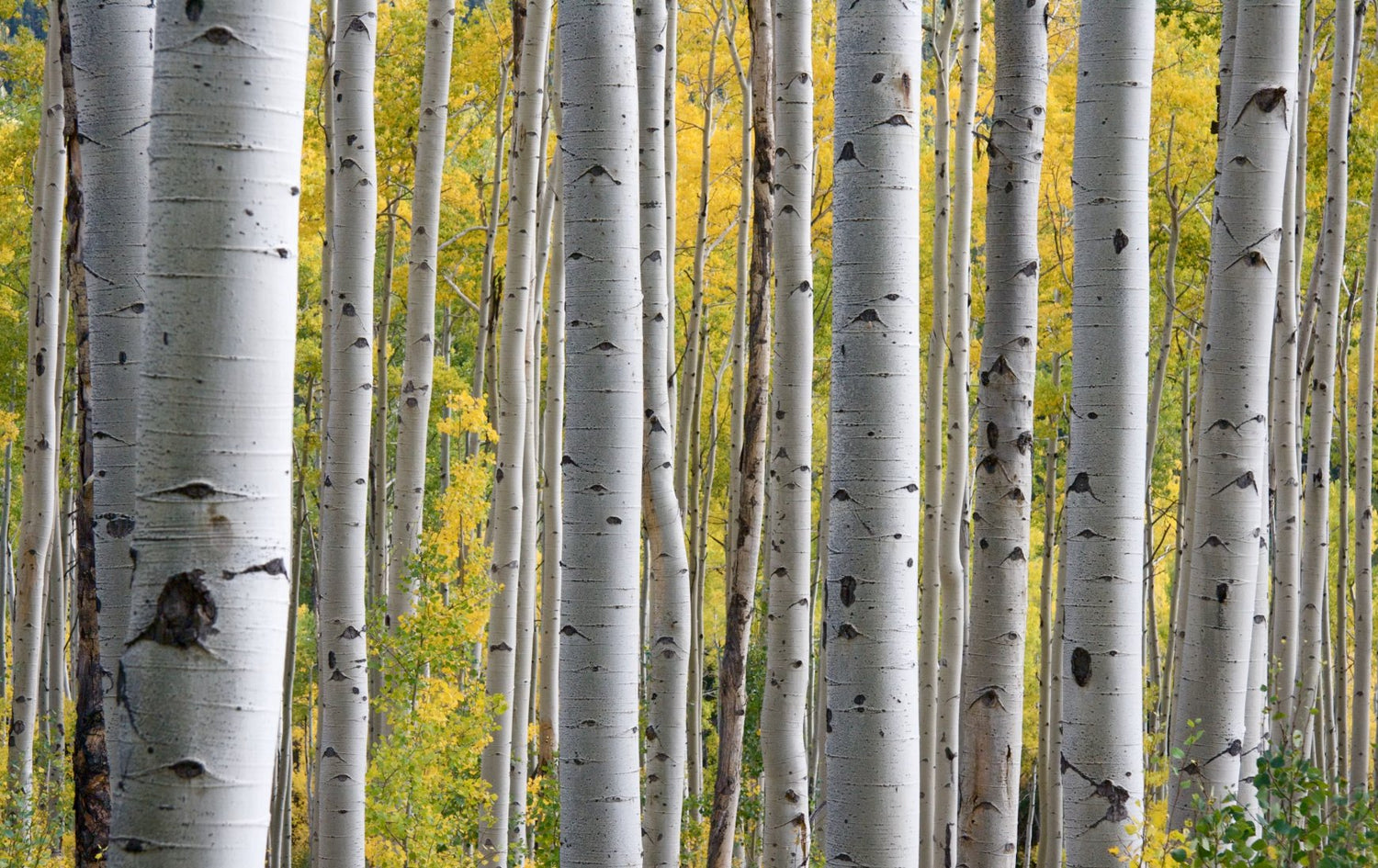 Birch (Betula)