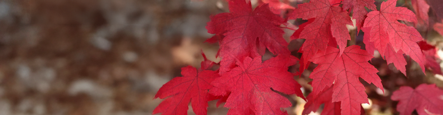 Maple (Acer)