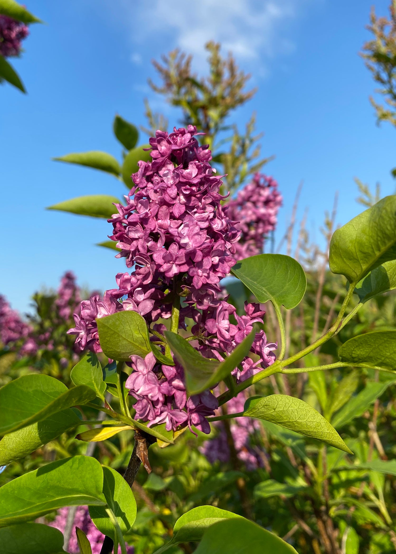 Bare Root Flowering Shrubs