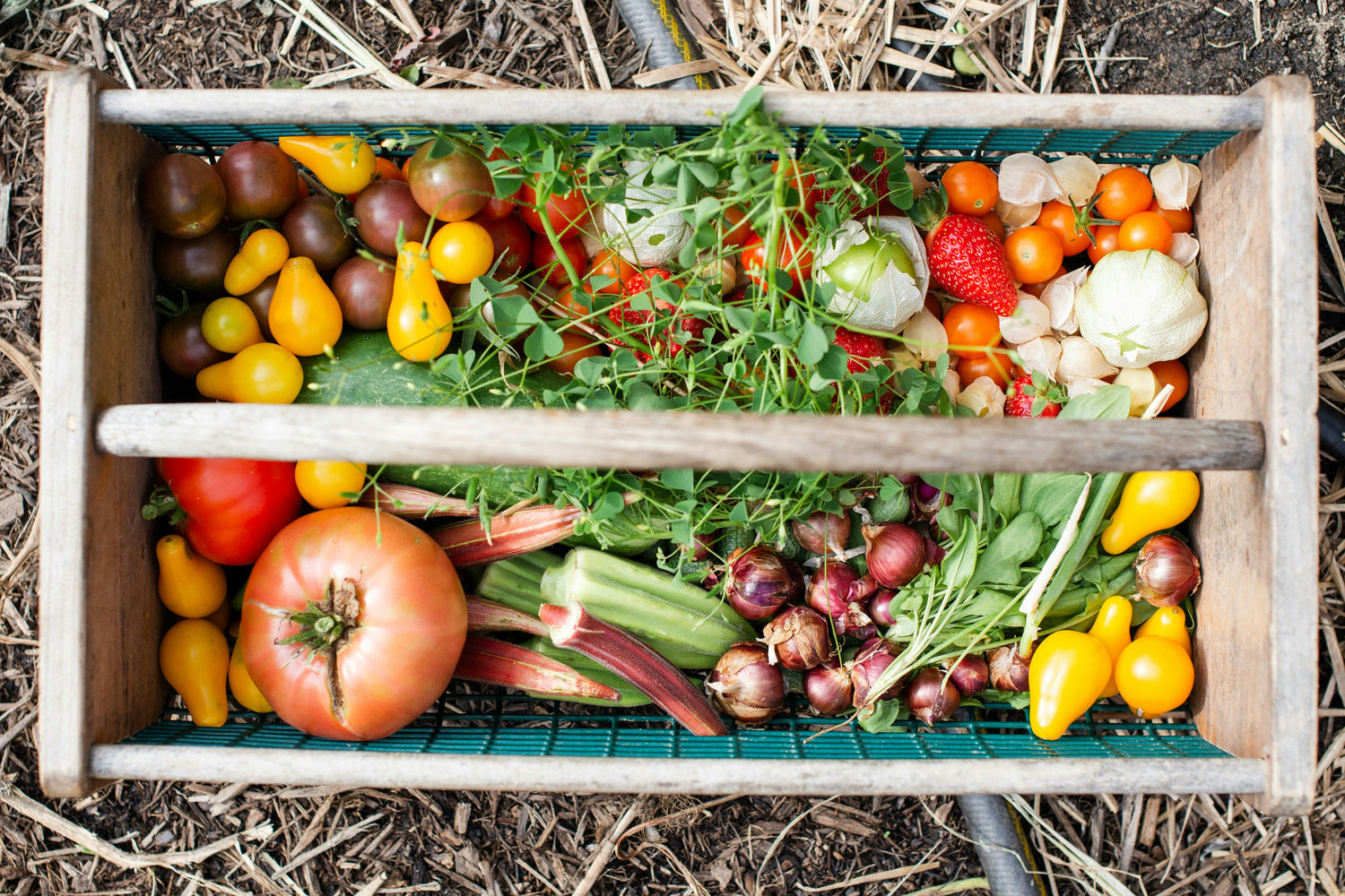 Vegetable Seeds & Bulbs