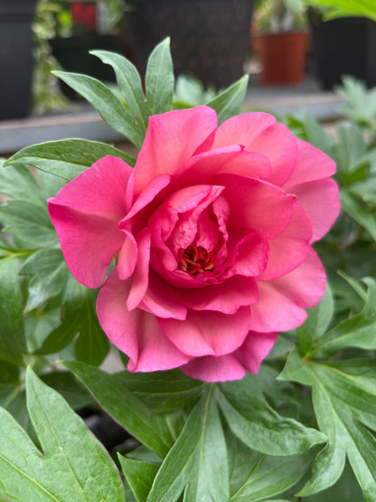 Julia Rose Itoh Peony | Paeonia