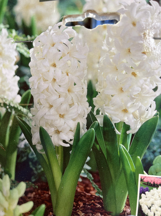 Hyacinth Carnegie 5 CT