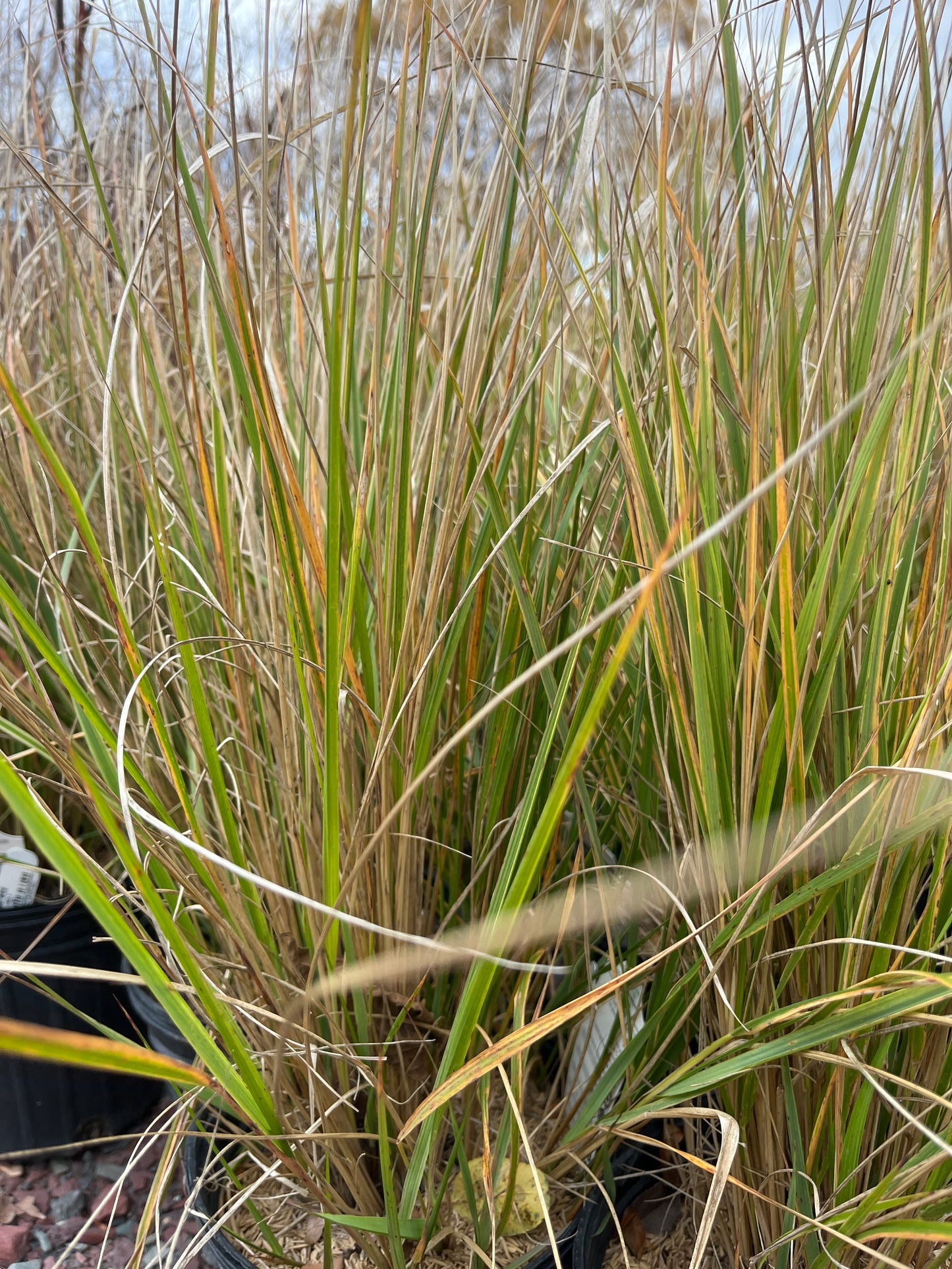 'Hello Spring™' Feather Reed Grass | Calamagrostis acutiflora Hello Spring!™ (Copy)