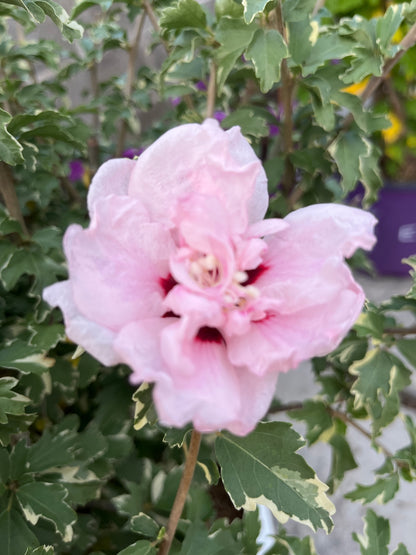 Sugar Tip® Rose of Sharon | Hibiscus syriacus
