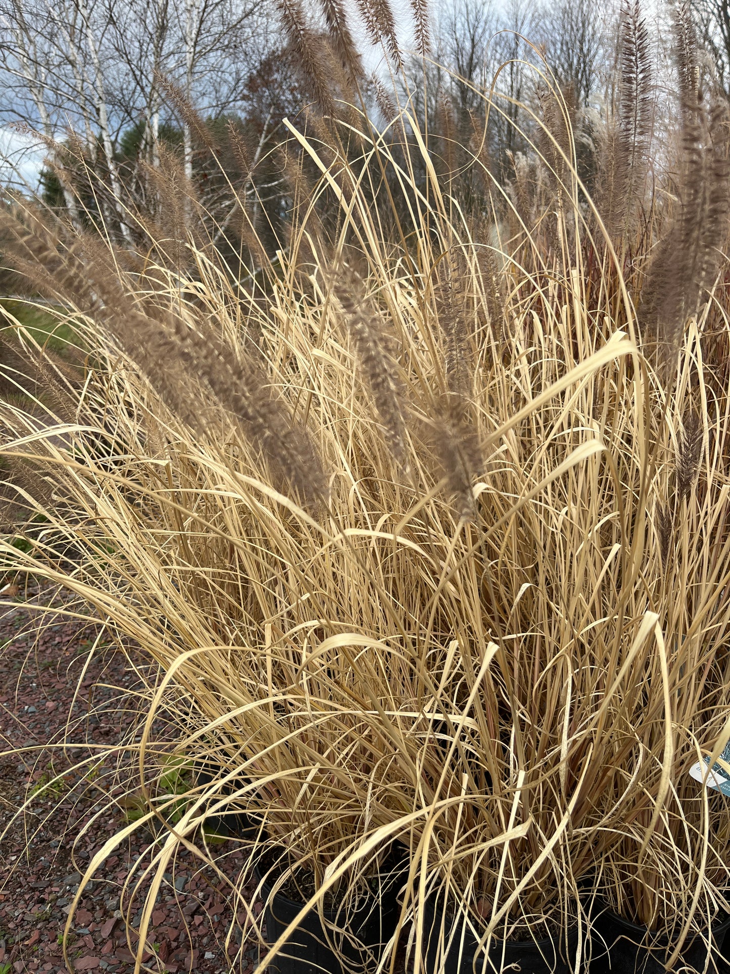 Red Head Fountain Grass | Pennisetum alopecuroides