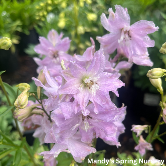 Delphinium New Zealand 'Mini Stars' | Dwarf Hybrid Bee Delphinium