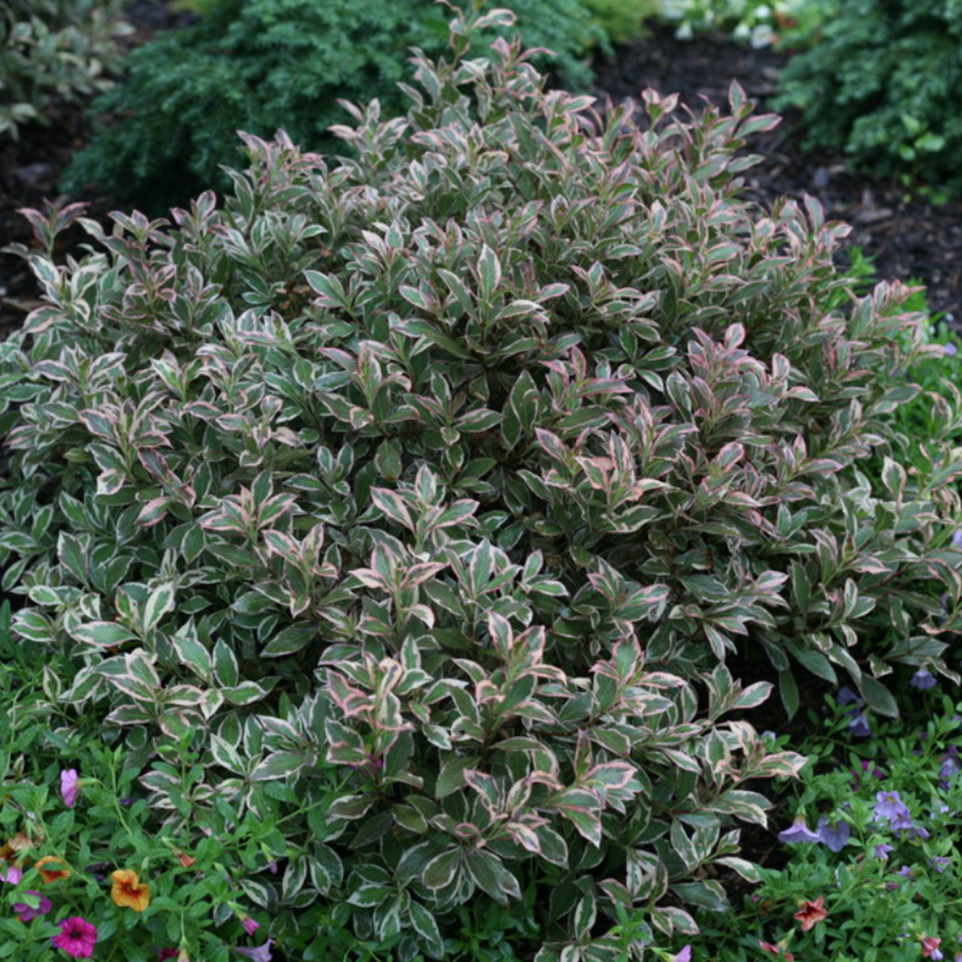 My Monet Purple Effect® Weigela | Weigela florida